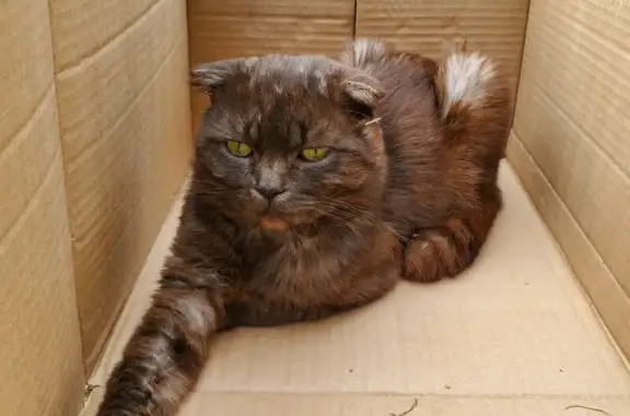 Кошка найдена, Заречная ул., Ярославль