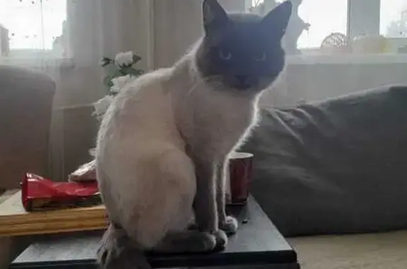 Кошки потеряшки, Брянск, фото: Потеряшка кошка, ул. Нахимова, Брянск