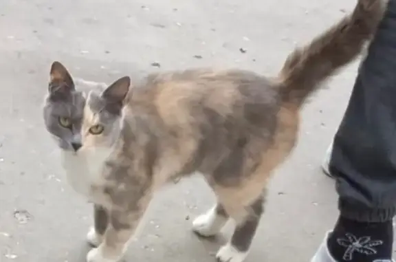 Кошки потеряшки, Обнинск, фото: Потеряшка кошка, Звёздная 21А, Обнинск