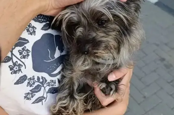 Найдена собака, Геленджик, фото: Йоркширский терьер найден на Островского, 52