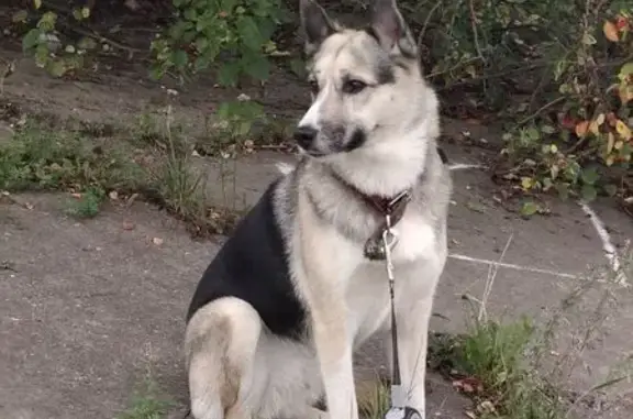 Собака найдена: набережная Белобородова