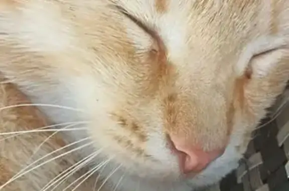 Объявления о пропавших и найденных животных, Донецк, фото: Пропал рыжий котик, Новгородська 10, ДНР