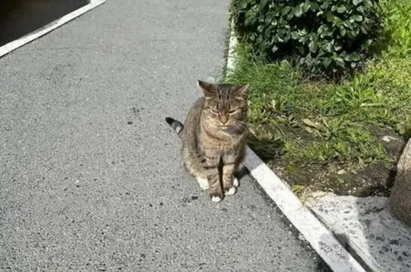 Кошка найдена: ул. Циолковского, 11, Тюмень