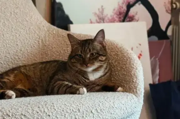 Кошки потеряшки, Москва, фото: Потеряшка кошка, ул. Газопровод, 1 к3, Москва