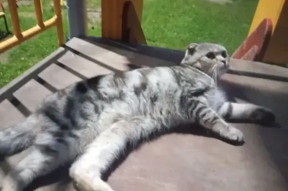 Найденные животные Чебоксары, фото: Кошка найдена: Московский проспект, 50