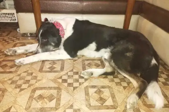 Собаки потеряшки, Ивановская область, фото: Потеряшка собака, Нерль, Ивановская обл.