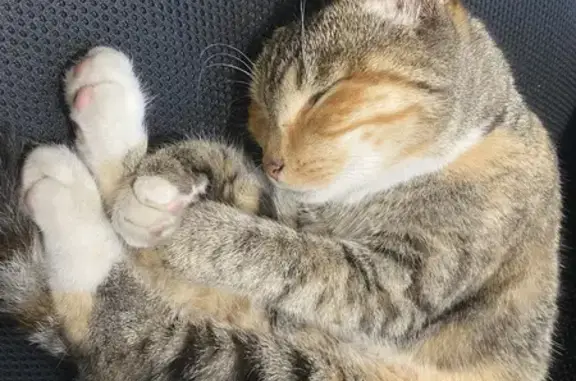 Найдена кошка, ул. Руставели, 25 к2