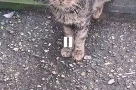 Найдена кошка, Студенческая 13 к2, Вел. Новгород