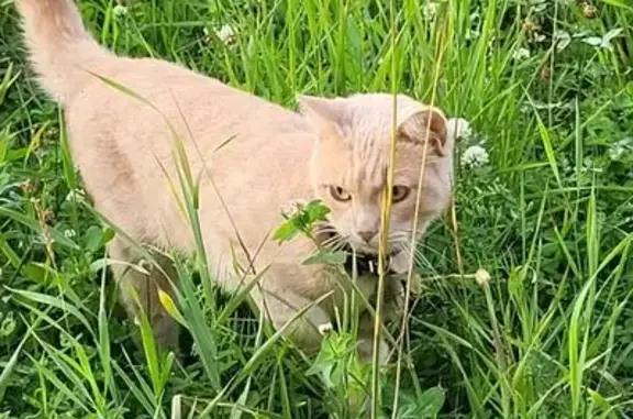 Найдена кошка, Череповец, фото: Кошка найдена, ул. Командарма Белова, 40