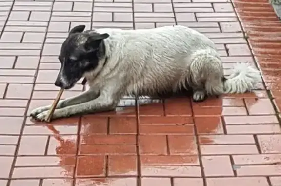 Найдена собака, ул. Шекспира, Бугры