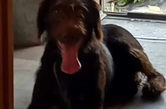 Найдена собака, Тверская область, фото: Дратхар найден: Тверская область