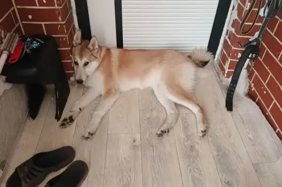 Пропала рыжая собака, Льва Толстого 88