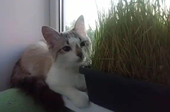 Кошки потеряшки, Сыктывкар, фото: Потеряшка кошка, Покровский б-р, 11, Сыктывкар