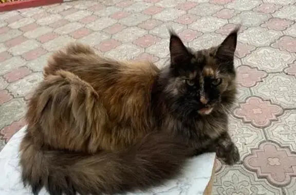 Кошки потеряшки, , фото: Потеряшка кошка, Орлиное, ул. Мазурца, 9