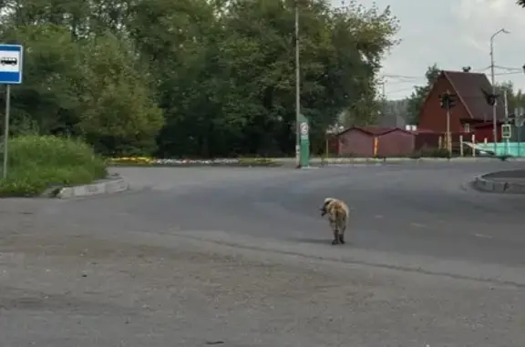 Найденные животные Новокузнецк, фото: Собака найдена на ул. Дузенко, Новокузнецк