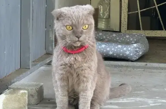 Кошка найдена: Шпаковская ул., Ставрополь