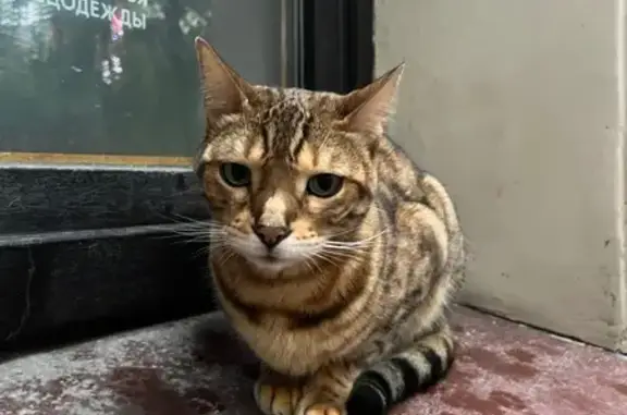 Найдена кошка, Литейный пр., 33, СПб