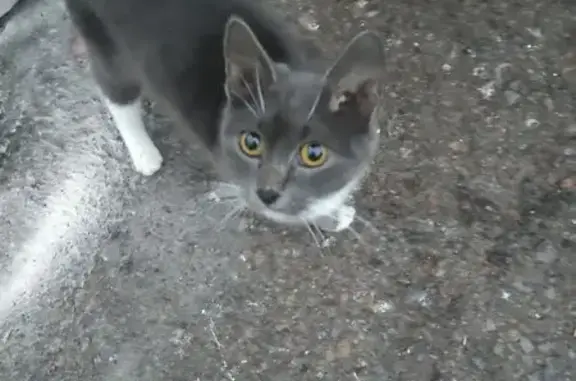 Найдена кошка, Уфа, фото: Кошка найдена: Кольцевая ул., 45А, Уфа