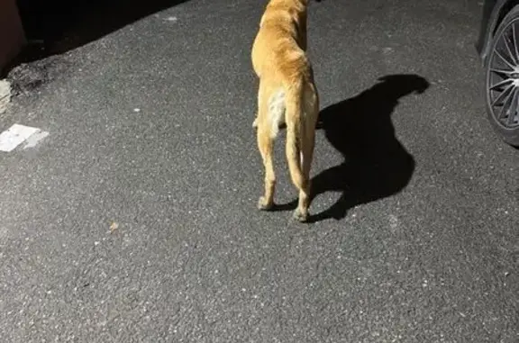 Найдена собака на ул. 30 лет Победы, 146