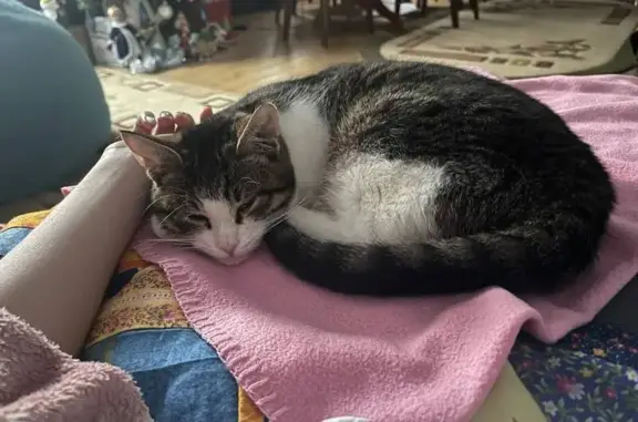 Пропала кошка, Центральная ул. 32, Моква