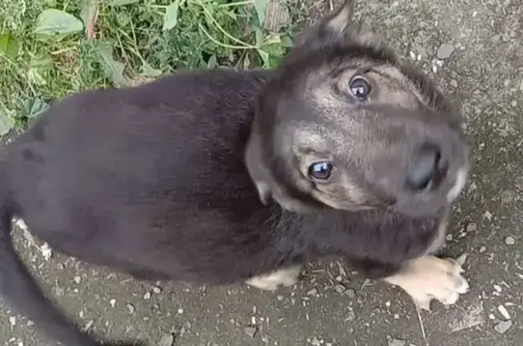 Пропала собака, ул. 40 лет Октября, Увельский