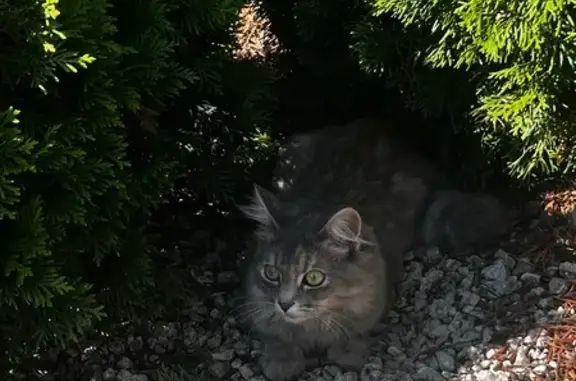 Найдена кошка, Северная ул., Красненькая