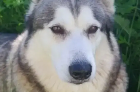 Найдена собака, Высоковск, фото: Хаски найдена: Первомайская, Высоковск