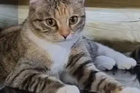 Пропала кошка