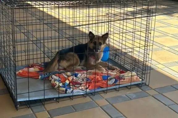 Собака найдена на Лазоревой улице, Волгоград