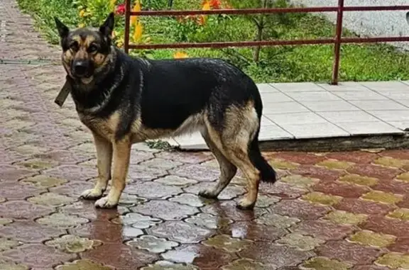 Найдена собака, Абакан, фото: Овчарка найдена: ул. Пушкина, 3, Абакан