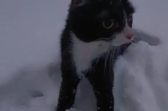Пропала кошка, Когалым