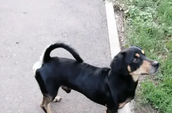 Собака найдена: Пушкина/Кулакова 1