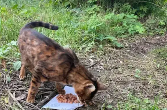 Кошка найдена: Республиканская 22, Тверь