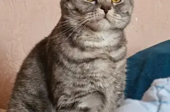 Кошки потеряшки, Минеральные Воды, фото: Потеряшка кошка, Луговая 2, Мин. Воды