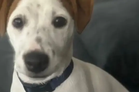 Пропала собака, Гурьевск, Калининградская обл.