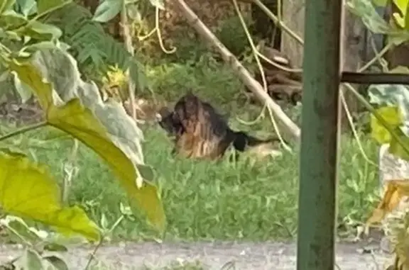 Собака найдена: Розовый пер., 2/3, Курск