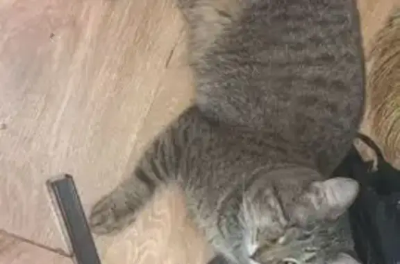 Кошки потеряшки, , фото: Потеряшка кошка, Песочная ул., 4Б, Ижевск