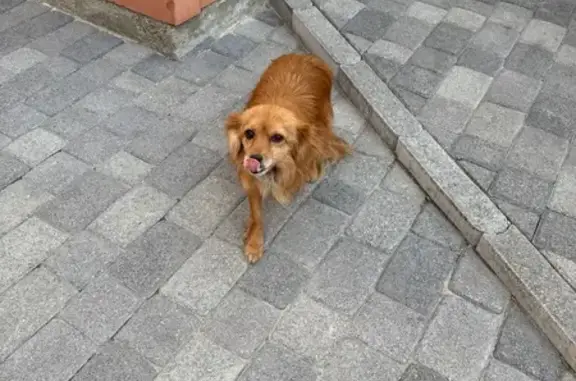 Найдена собака в гараже, ул. Гоголя 68/2