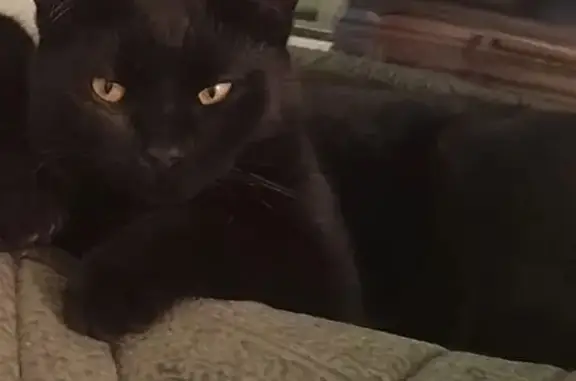 Кошки потеряшки, Ханты-Мансийск, фото: Потеряшка кошка, Промышленная 15, Х-Мансийск