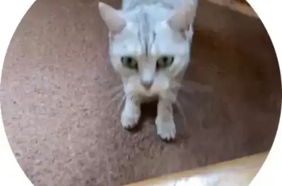 Пропала кошка, Сургут