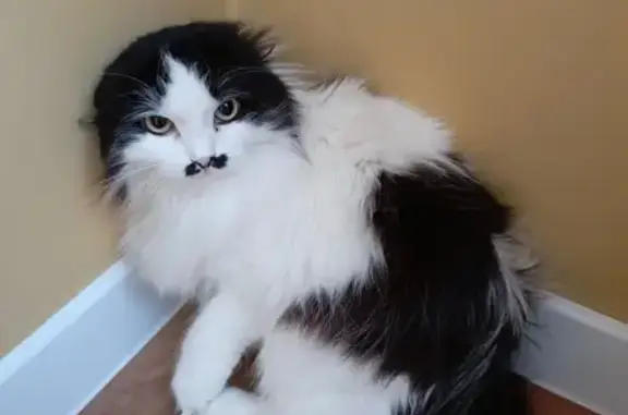 Пропала кошка: Киевская ул., 43, Абдулино