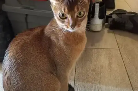 Пропала кошка, Малаховка