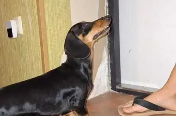 Такса найдена, Пичуга, Волгоградская обл.