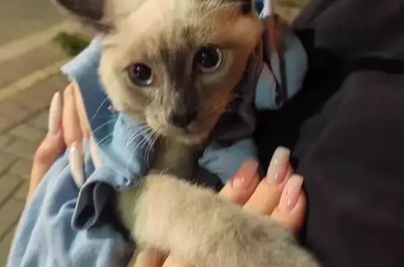 Найдена кошка, Томск, фото: Кошка найдена на ул. Бела Куна, 20, Томск