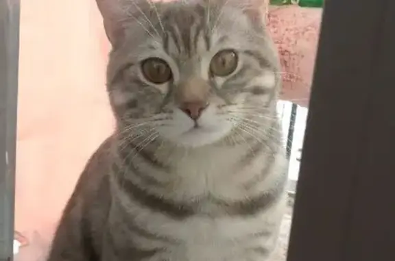 Пропала кошка, СеверАвтодор, Лангепас