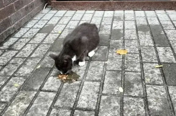 Найдена кошка, Балтийск, фото: Кошка найдена у апарт-отеля на Ленина, 5