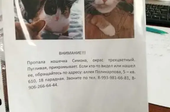 Пропала кошка, Санкт-Петербург