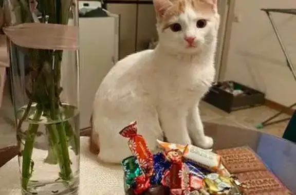 Кошки потеряшки, Кабардинка, фото: Потеряшка кот, Спортивный пр., 5, Кабардинка