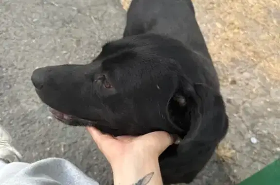 Найдена собака, пр. Ленина, Новороссийск