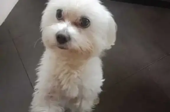 Пропала собака Филя, ул. Карла Маркса, 2